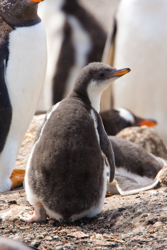 Gentoo Penguin Chick